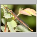 Pyrrhosoma nymphula - Fruehe Adonisjungfer 01.jpg